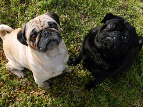SOS for Dogs
